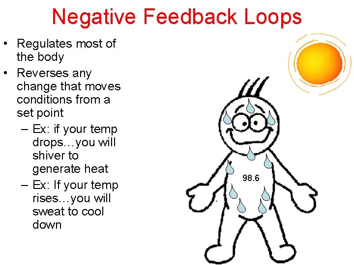 Negative Feedback Loops • Regulates most of the body • Reverses any change that