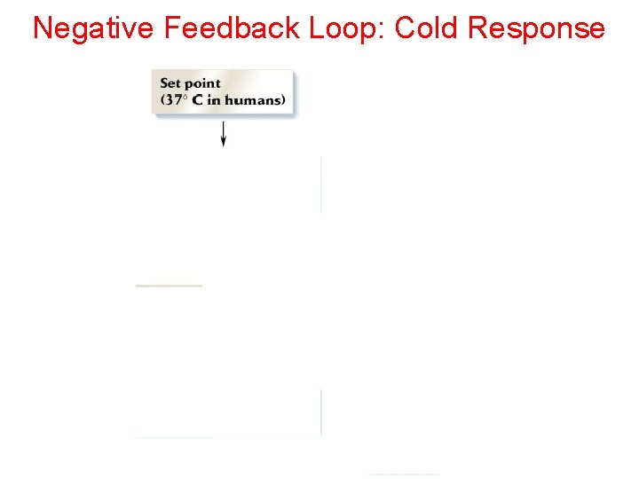 Negative Feedback Loop: Cold Response 