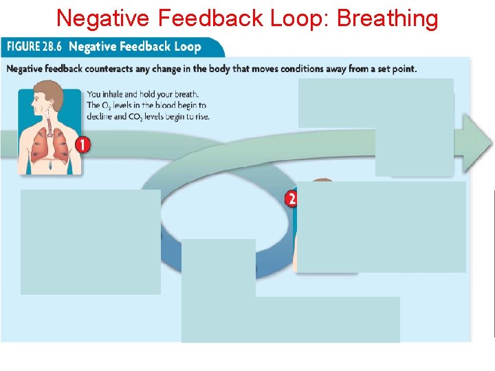 Negative Feedback Loop: Breathing 