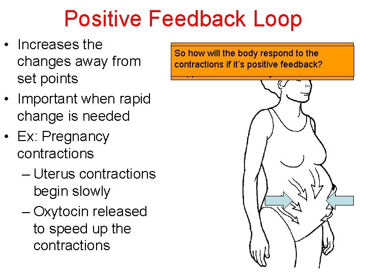 Positive Feedback Loop • Increases the changes away from set points • Important when