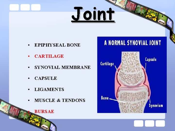 Joint • EPIPHYSEAL BONE • CARTILAGE • SYNOVIAL MEMBRANE • CAPSULE • LIGAMENTS •