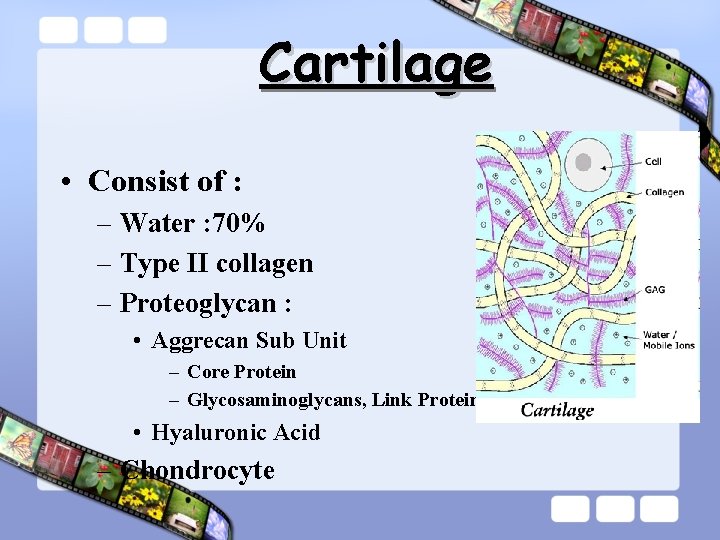 Cartilage • Consist of : – Water : 70% – Type II collagen –