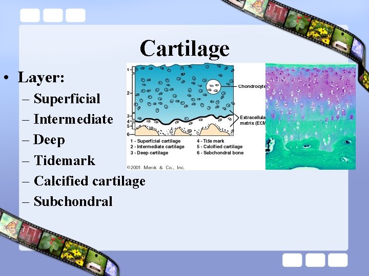 Cartilage • Layer: – Superficial – Intermediate – Deep – Tidemark – Calcified cartilage