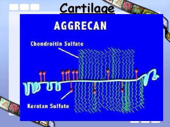 Cartilage 