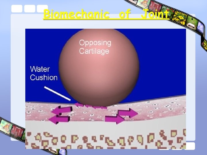 Biomechanic of Joint 