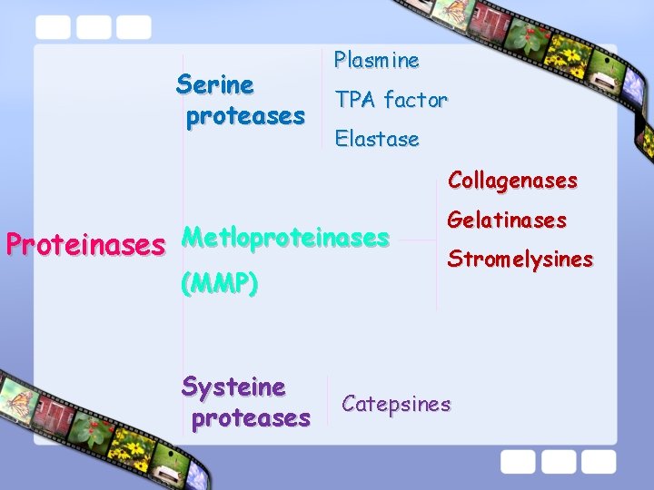Serine proteases Plasmine TPA factor Elastase Collagenases Proteinases Metloproteinases (MMP) Systeine proteases Gelatinases Stromelysines
