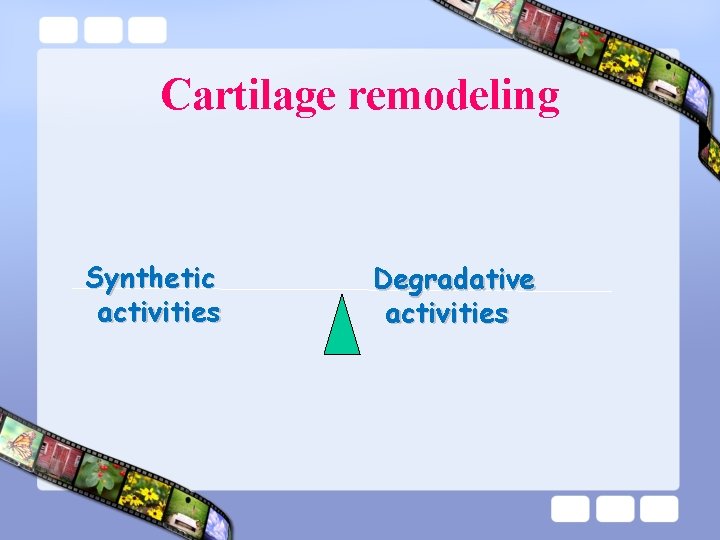 Cartilage remodeling Synthetic activities Degradative activities 