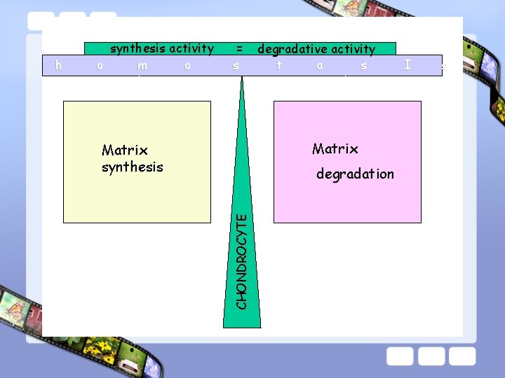 = s degradative activity t a s Matrix synthesis degradation CHONDROCYTE h synthesis activity