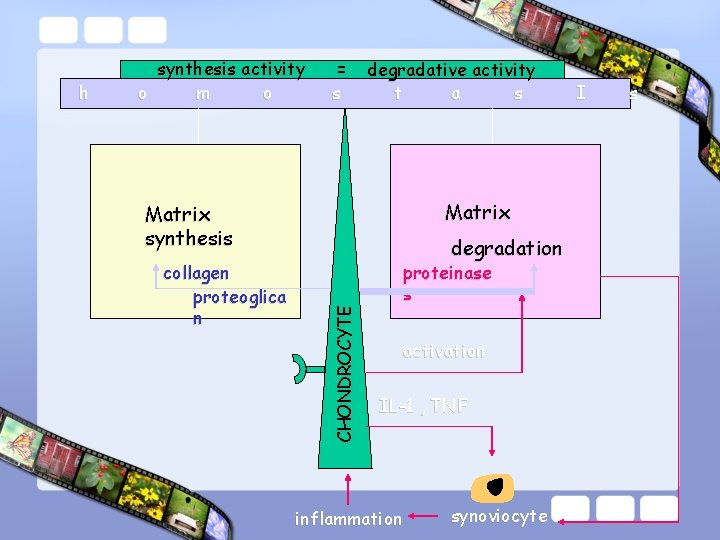 = s degradative activity t a s Matrix synthesis collagen proteoglica n degradation CHONDROCYTE