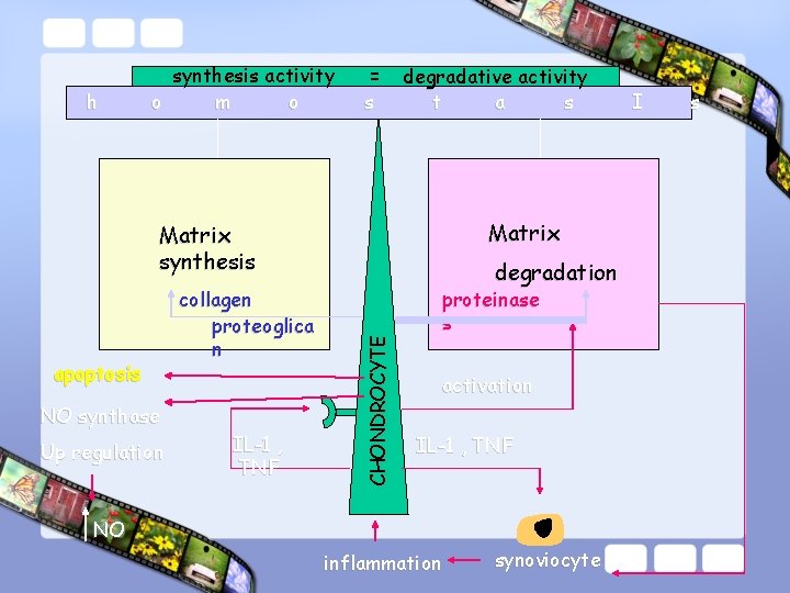 h synthesis activity o m o = s degradative activity t a s Matrix
