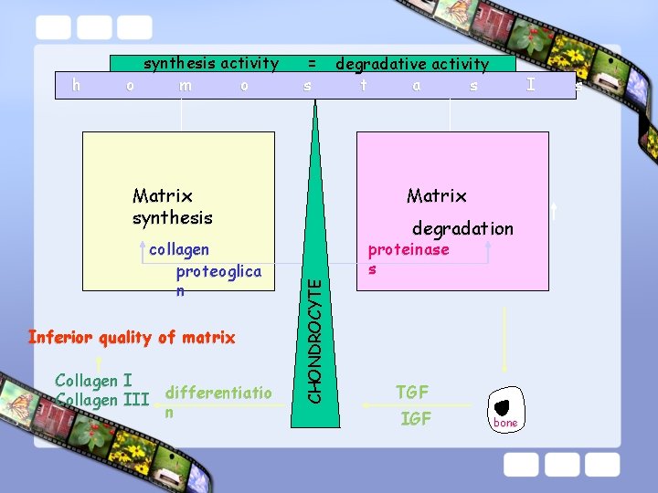 h synthesis activity o m o = s Matrix synthesis Inferior quality of matrix