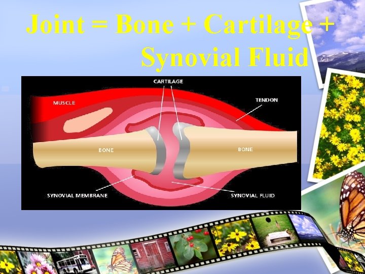 Joint = Bone + Cartilage + Synovial Fluid 