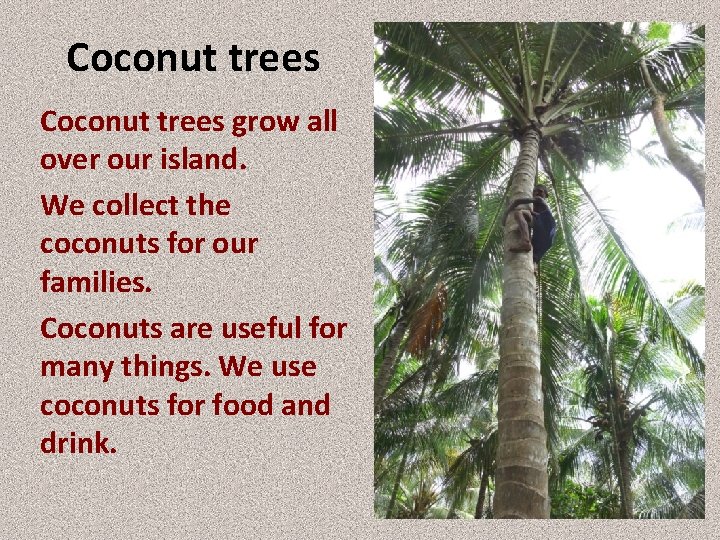 Coconut trees grow all over our island. We collect the coconuts for our families.