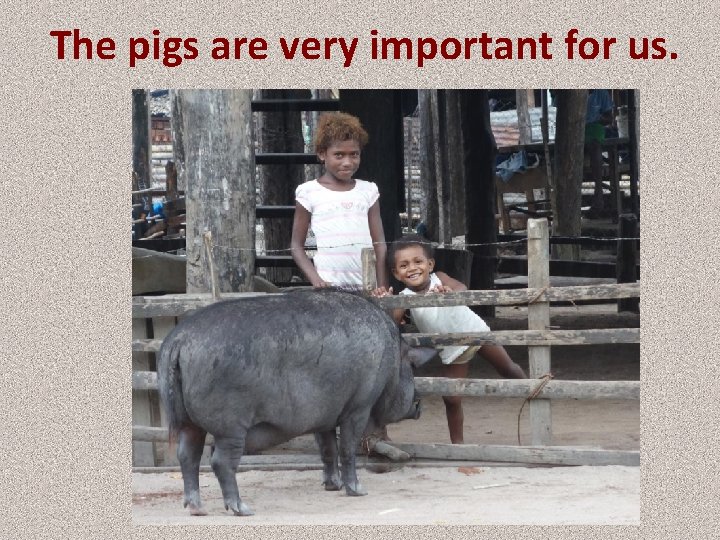 The pigs are very important for us. 