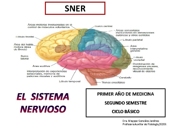 SNER EL SISTEMA NERVIOSO PRIMER AÑO DE MEDICINA SEGUNDO SEMESTRE CICLO BÁSICO Dra. Mayppe