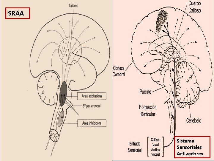 SRAA Sistema Sensoriales Activadores 