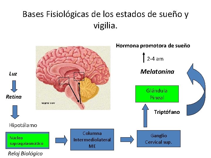 Bases Fisiológicas de los estados de sueño y vigilia. Hormona promotora de sueño 2