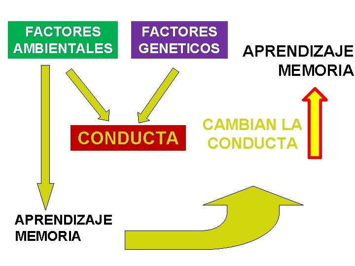 FACTORES AMBIENTALES FACTORES GENETICOS CONDUCTA APRENDIZAJE MEMORIA CAMBIAN LA CONDUCTA 