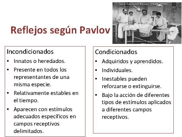 Reflejos según Pavlov Incondicionados Condicionados • Innatos o heredados. • Presente en todos los