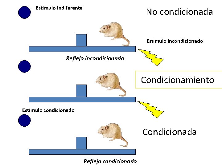 Estímulo indiferente No condicionada Estímulo incondicionado Reflejo incondicionado Condicionamiento Estímulo condicionado Condicionada Reflejo condicionado