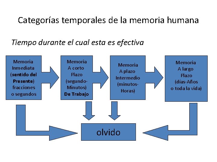 Categorías temporales de la memoria humana Tiempo durante el cual esta es efectiva Memoria