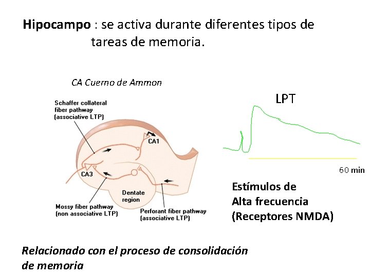 Hipocampo : se activa durante diferentes tipos de tareas de memoria. CA Cuerno de