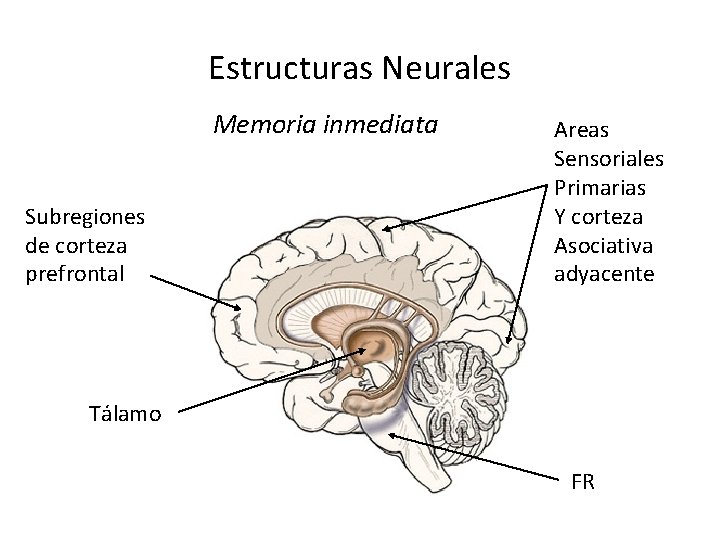 Estructuras Neurales Memoria inmediata Subregiones de corteza prefrontal Areas Sensoriales Primarias Y corteza Asociativa