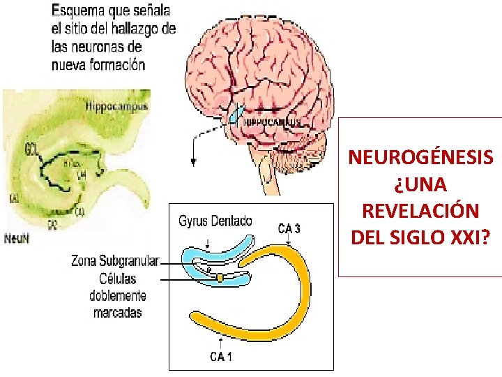 NEUROGÉNESIS ¿UNA REVELACIÓN DEL SIGLO XXI? 24/02/2021 igarcia@infomed. sld. cu 