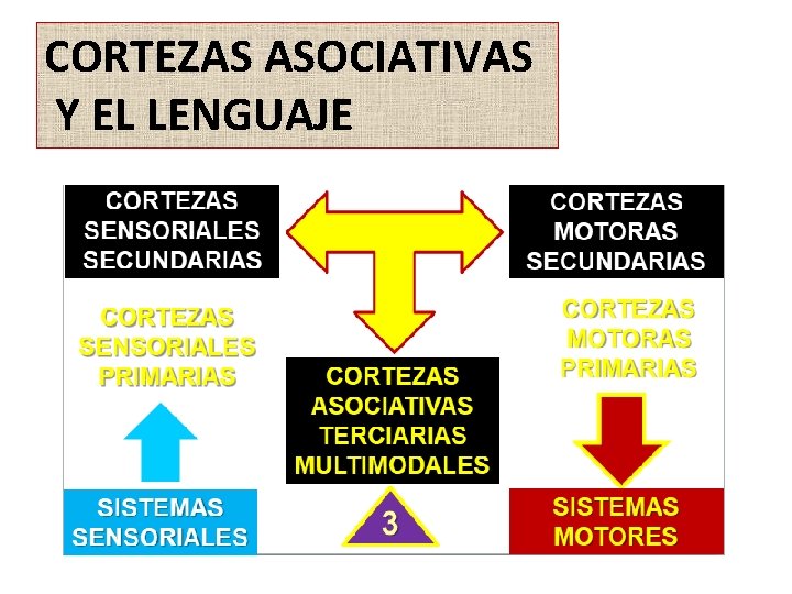 CORTEZAS ASOCIATIVAS Y EL LENGUAJE 