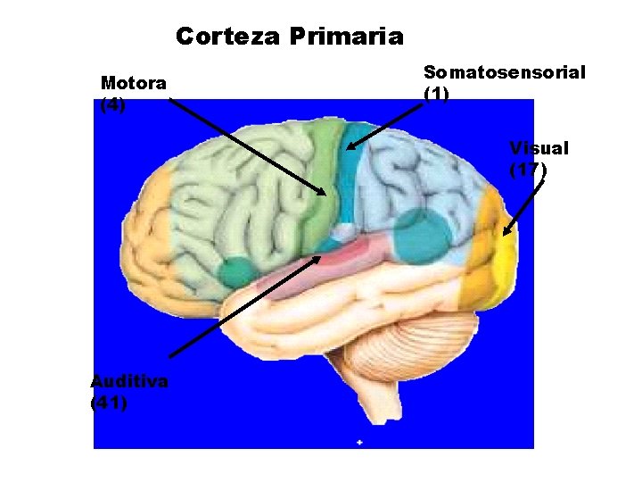 Corteza Primaria Motora (4) Somatosensorial (1) Visual (17) Auditiva (41) 