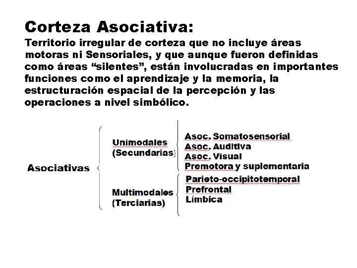 Corteza Asociativa: Territorio irregular de corteza que no incluye áreas motoras ni Sensoriales, y