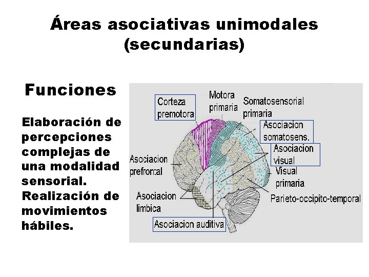 Áreas asociativas unimodales (secundarias) Funciones Elaboración de percepciones complejas de una modalidad sensorial. Realización