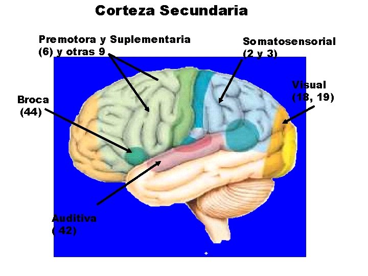 Corteza Secundaria Premotora y Suplementaria (6) y otras 9 Somatosensorial (2 y 3) Visual