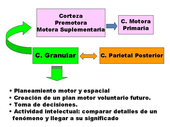 Corteza Premotora Motora Suplementaria C. Granular C. Motora Primaria C. Parietal Posterior • Planeamiento