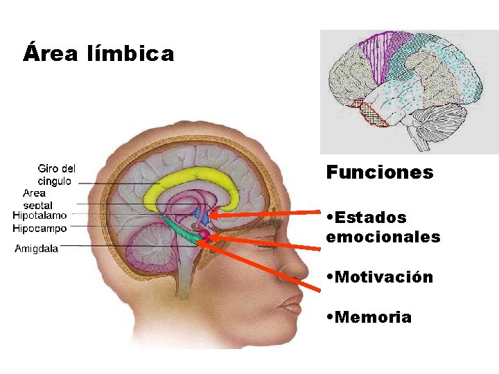 Área límbica Funciones • Estados emocionales • Motivación • Memoria 