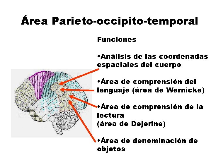 Área Parieto-occipito-temporal Funciones • Análisis de las coordenadas espaciales del cuerpo • Área de