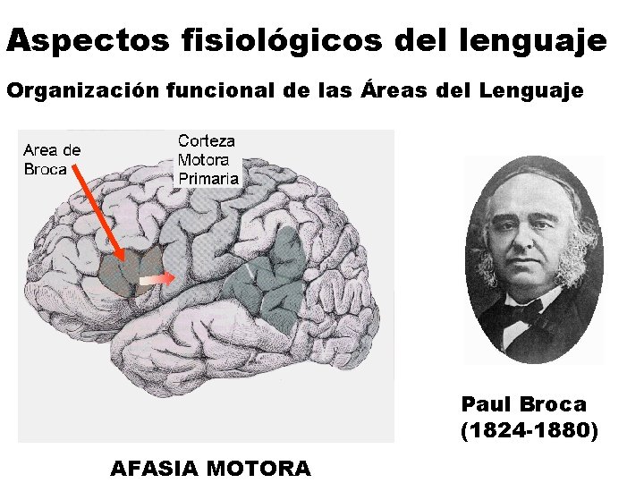 Aspectos fisiológicos del lenguaje Organización funcional de las Áreas del Lenguaje Paul Broca (1824