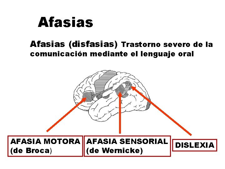 Afasias (disfasias) Trastorno severo de la comunicación mediante el lenguaje oral AFASIA MOTORA AFASIA