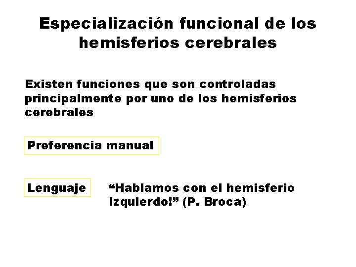 Especialización funcional de los hemisferios cerebrales Existen funciones que son controladas principalmente por uno