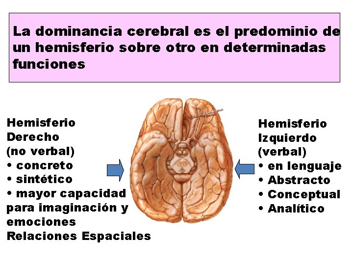 La dominancia cerebral es el predominio de un hemisferio sobre otro en determinadas funciones