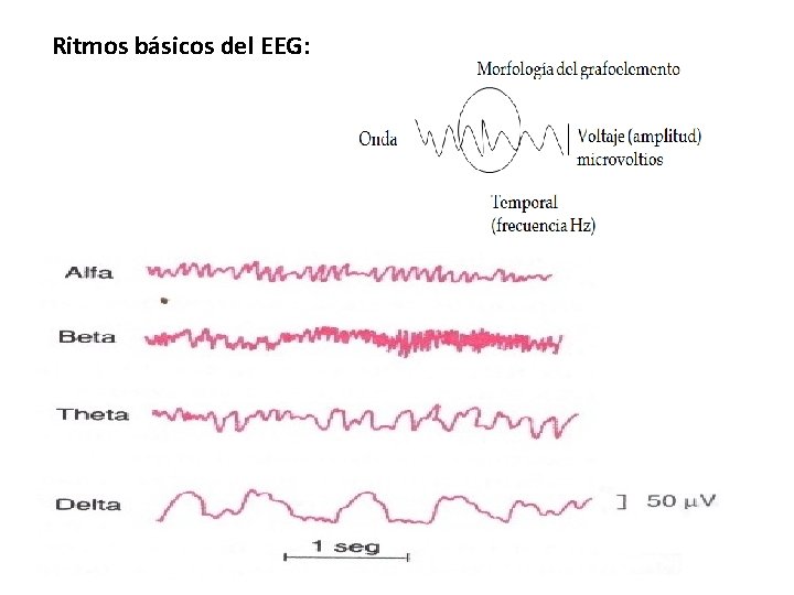 Ritmos básicos del EEG: 