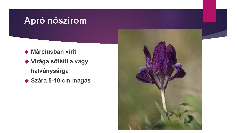 Apró nőszirom Márciusban virít Virága sötétlila vagy halványsárga Szára 5 -10 cm magas 