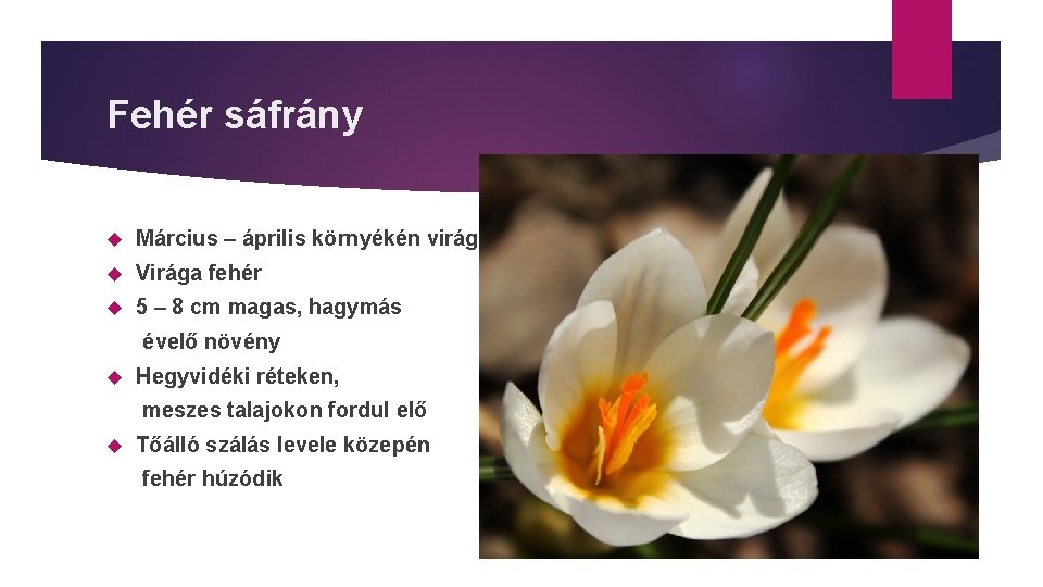 Fehér sáfrány Március – április környékén virágzik Virága fehér 5 – 8 cm magas,