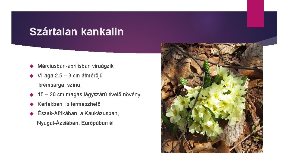 Szártalan kankalin Márciusban-áprilisban viruágzik Virága 2, 5 – 3 cm átmérőjű krémsárga színű 15