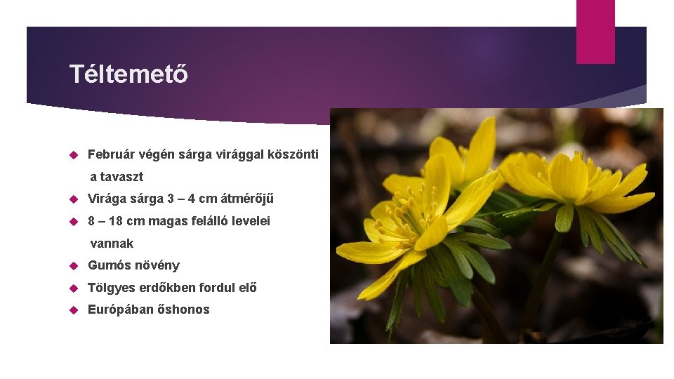 Téltemető Február végén sárga virággal köszönti a tavaszt Virága sárga 3 – 4 cm