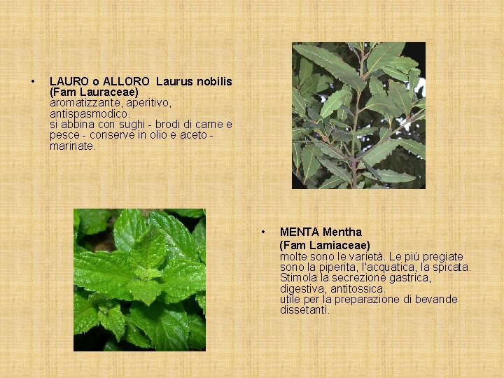  • LAURO o ALLORO Laurus nobilis (Fam Lauraceae) aromatizzante, aperitivo, antispasmodico. si abbina