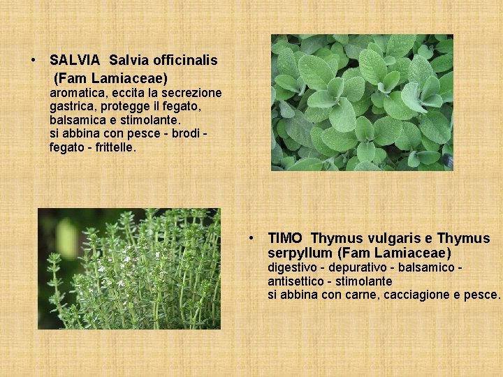  • SALVIA Salvia officinalis (Fam Lamiaceae) aromatica, eccita la secrezione gastrica, protegge il