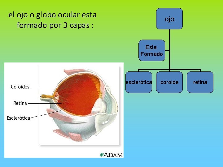el ojo o globo ocular esta formado por 3 capas : ojo Esta Formado