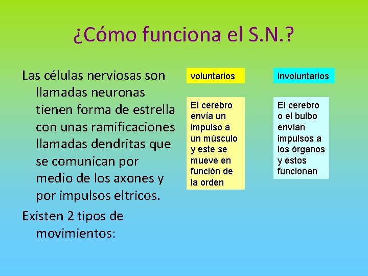 ¿Cómo funciona el S. N. ? Las células nerviosas son llamadas neuronas tienen forma