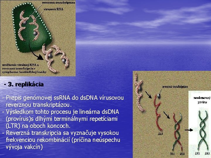  - 3. replikácia - Prepis genómovej ss. RNA do ds. DNA vírusovou reverznou